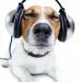 afspeellijst met muziek voor honden