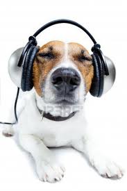 afspeellijst met muziek voor honden