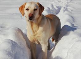 hond-in-sneeuw